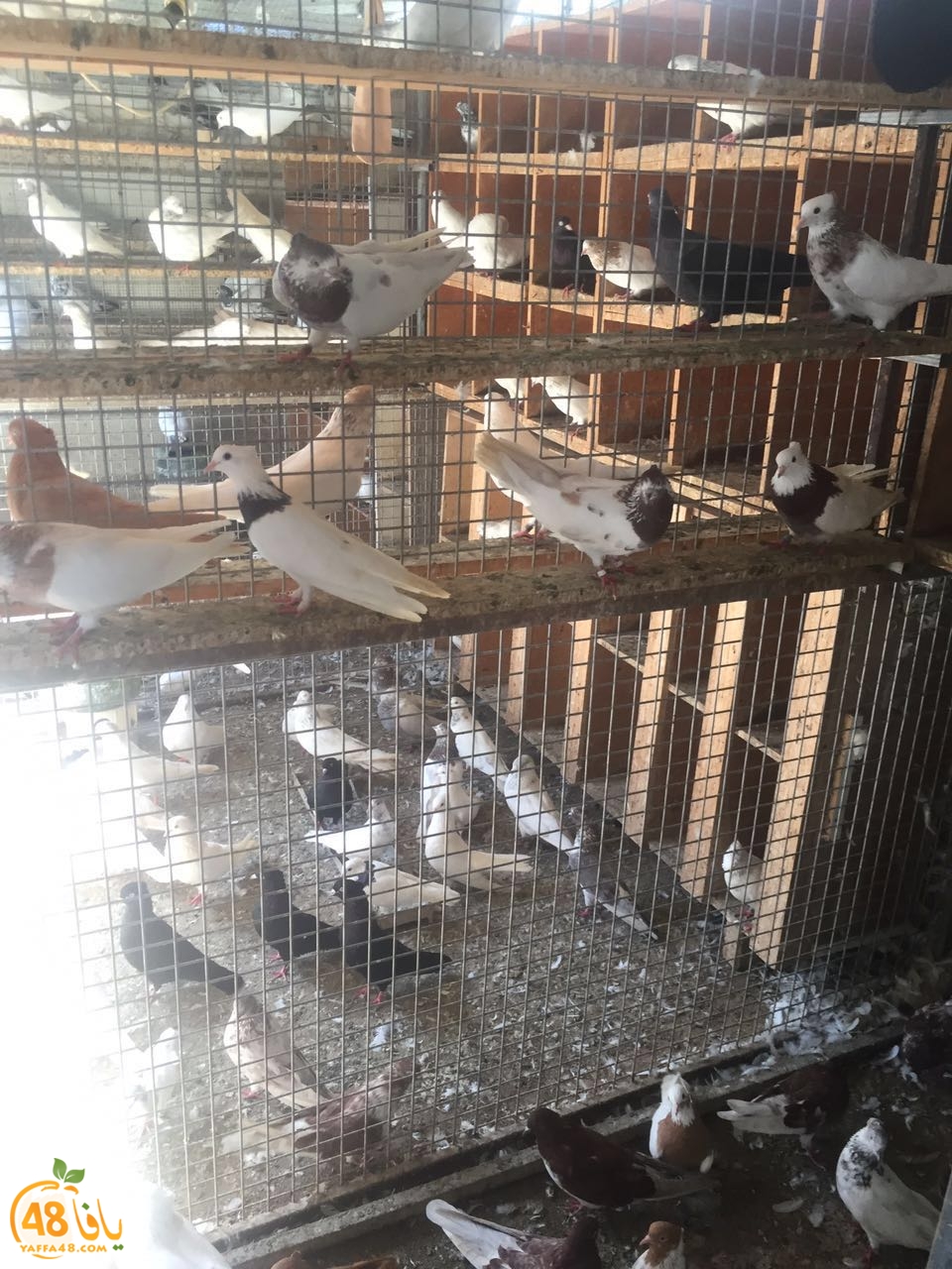 zohdy 3ashor (20).jpg